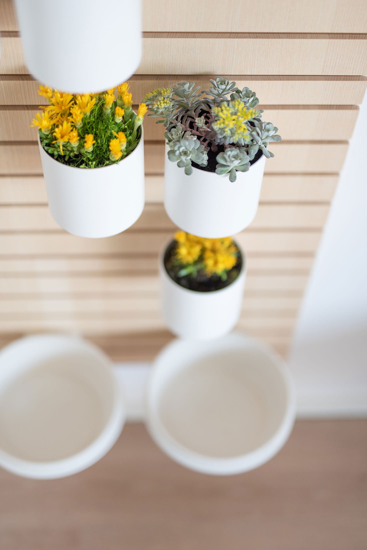 Bowls And Flowers